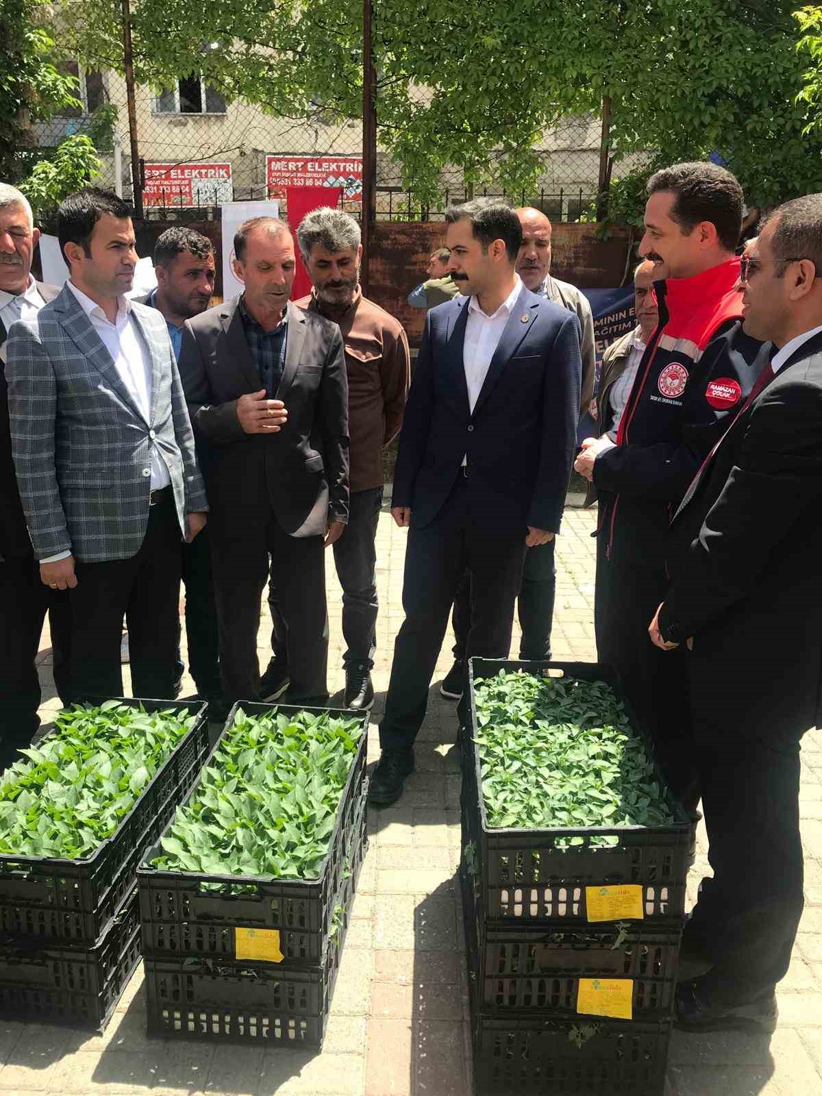 G&uuml;roymak&rsquo;ta y&uuml;zde 75 hibeli 21 bin fide dağıtıldı
