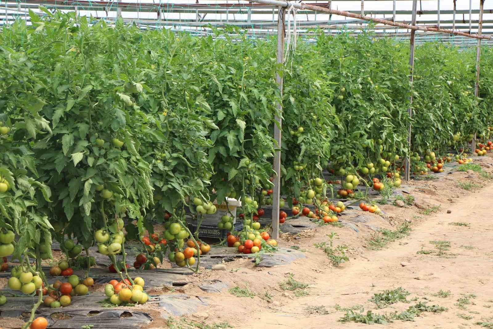 Amasya’da domates hasadı başladı, 100 bin ton rekolte bekleniyor

