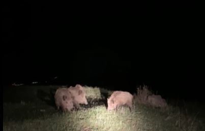 Ardahan'da yaban domuzları tarım arazilerine zarar veriyor İhlas Haber Ajansı