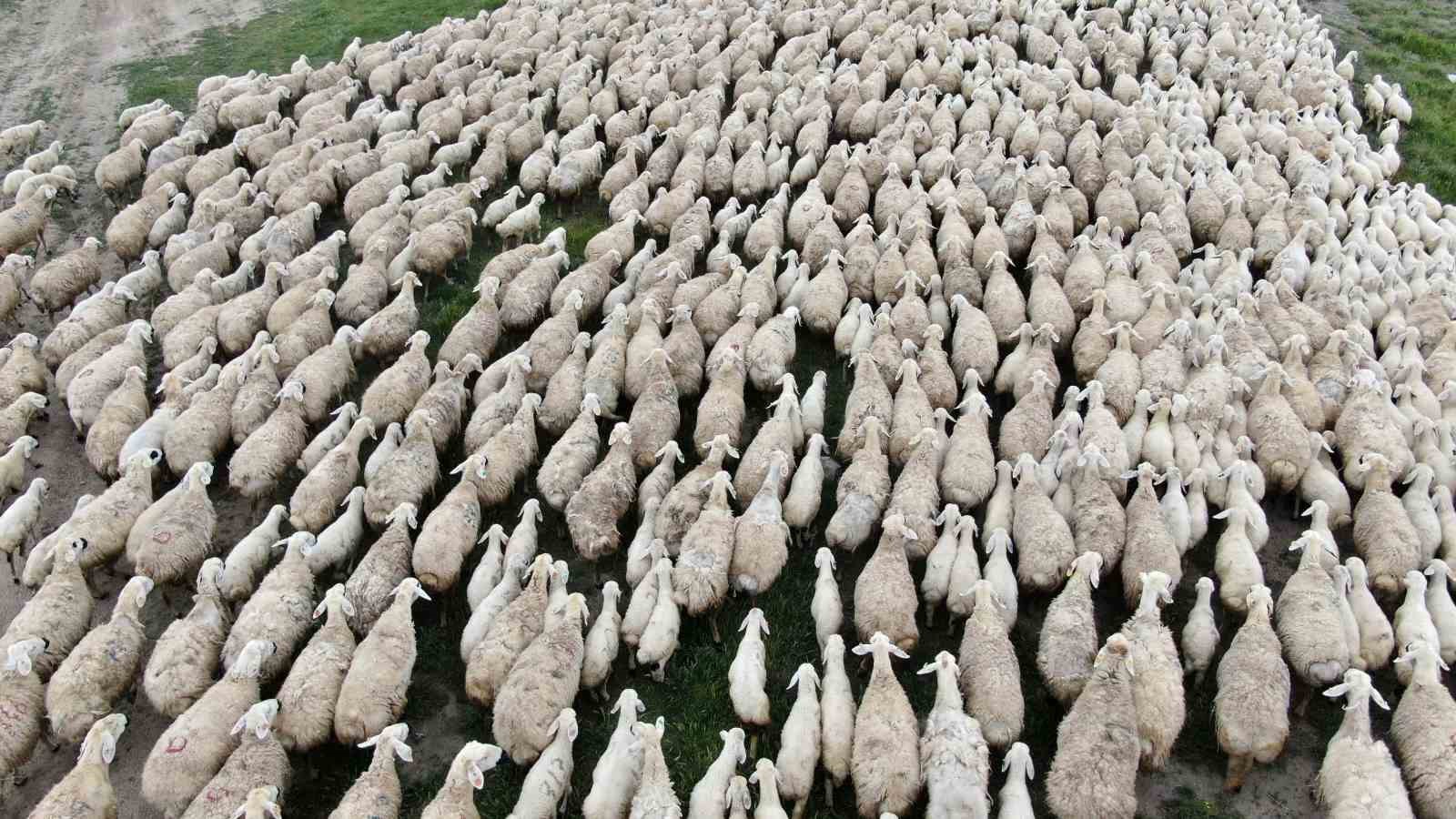 Yerli &lsquo;Kangal akkaraman&rsquo; koyununda iyi bakım doğum oranını arttırdı
