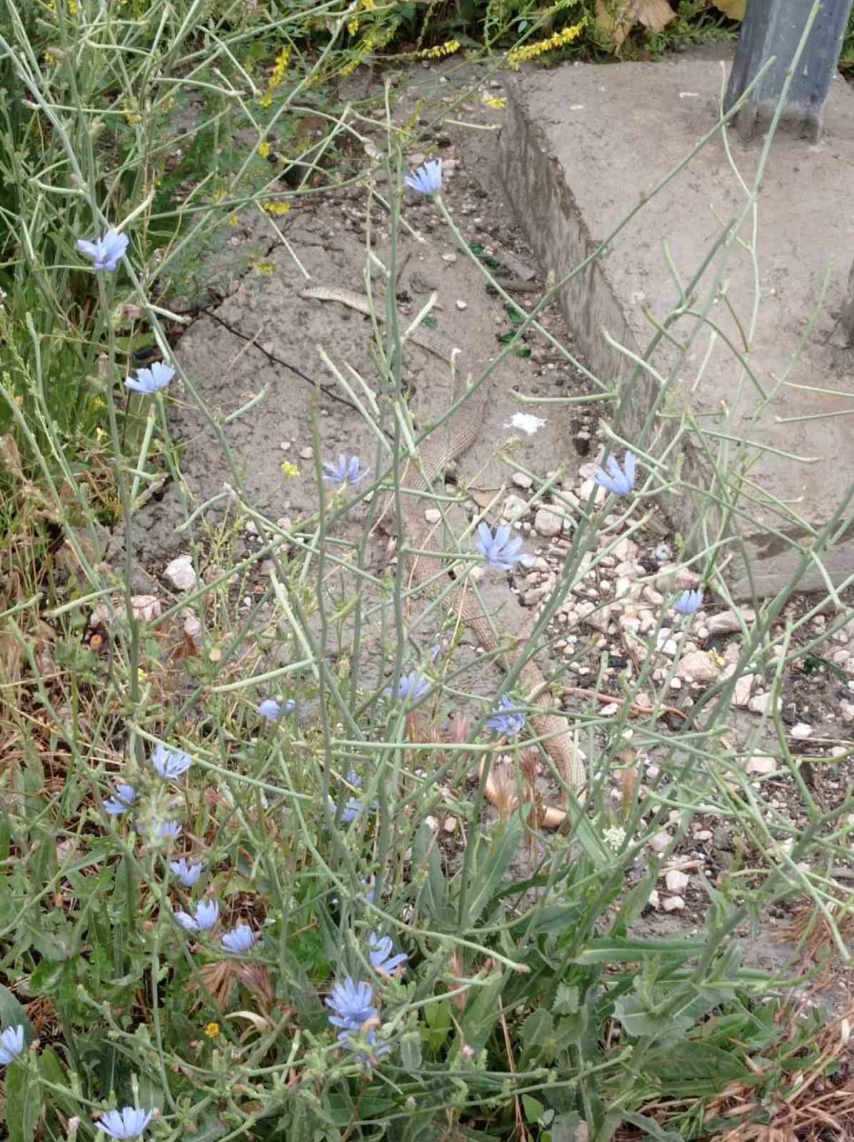 Polatlı’yı yılanlar bastı