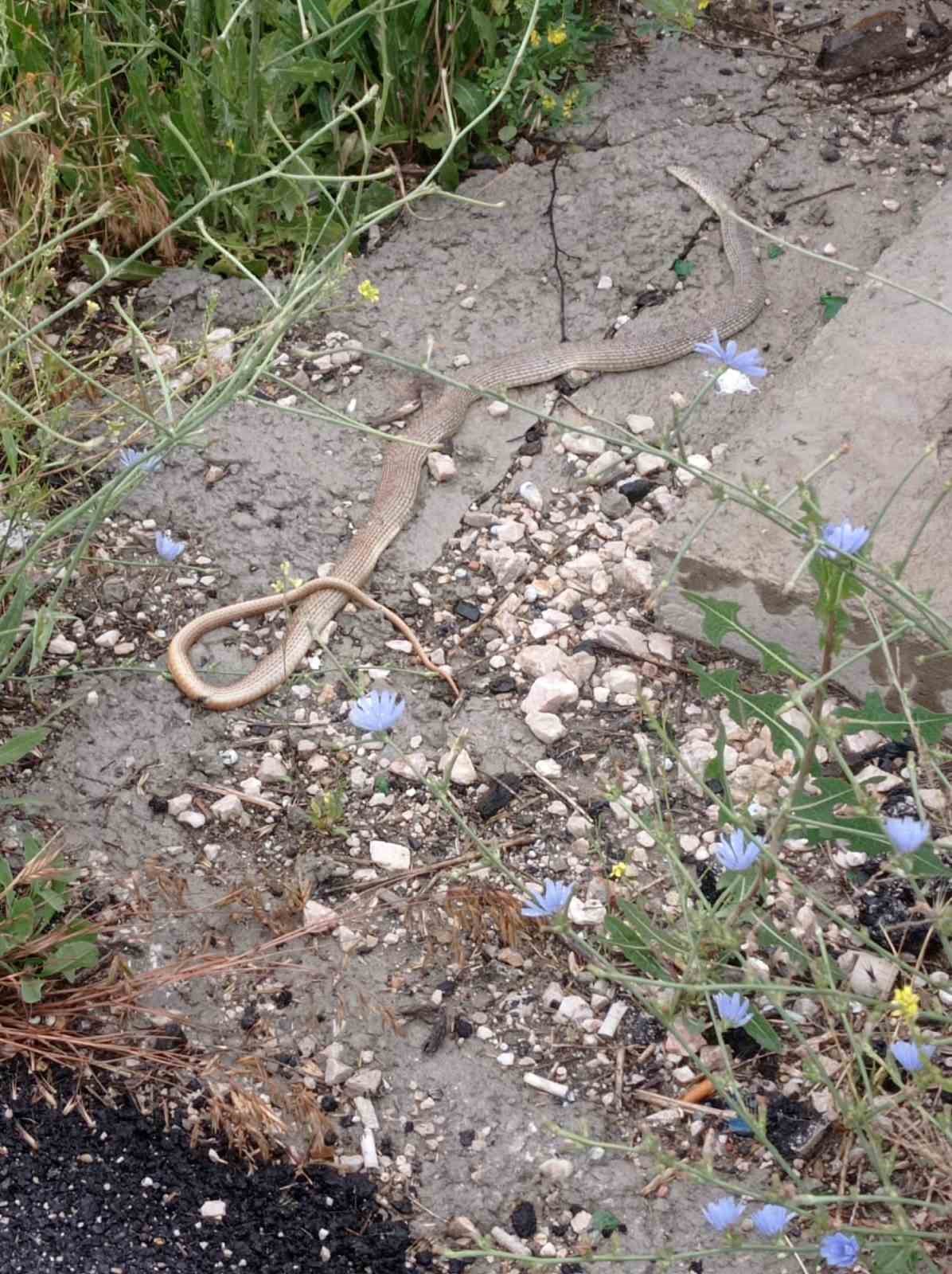 Polatlı&rsquo;yı yılanlar bastı
