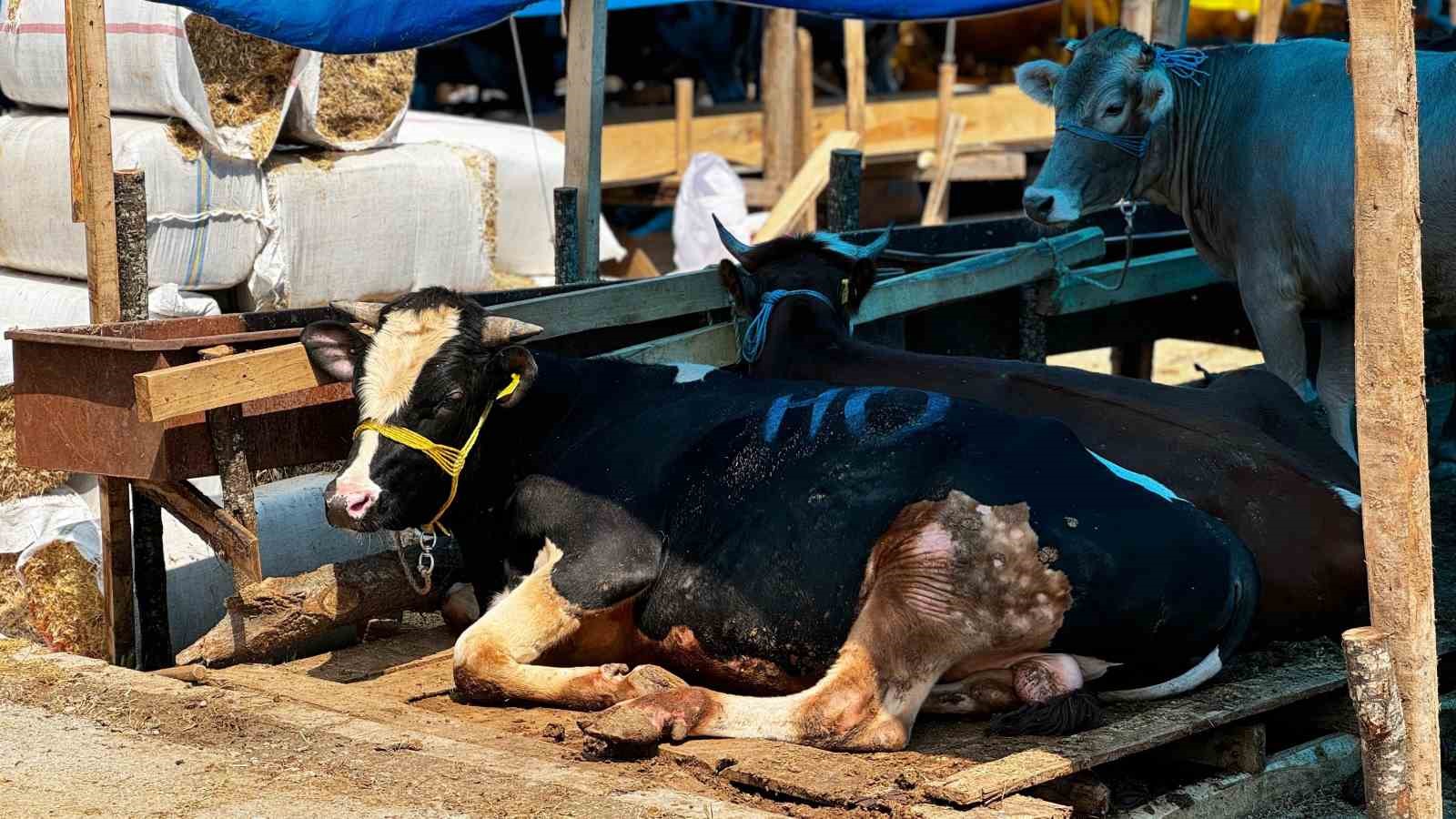 Sincan’da Çimşit ve Yenikent kurban pazarları kuruldu