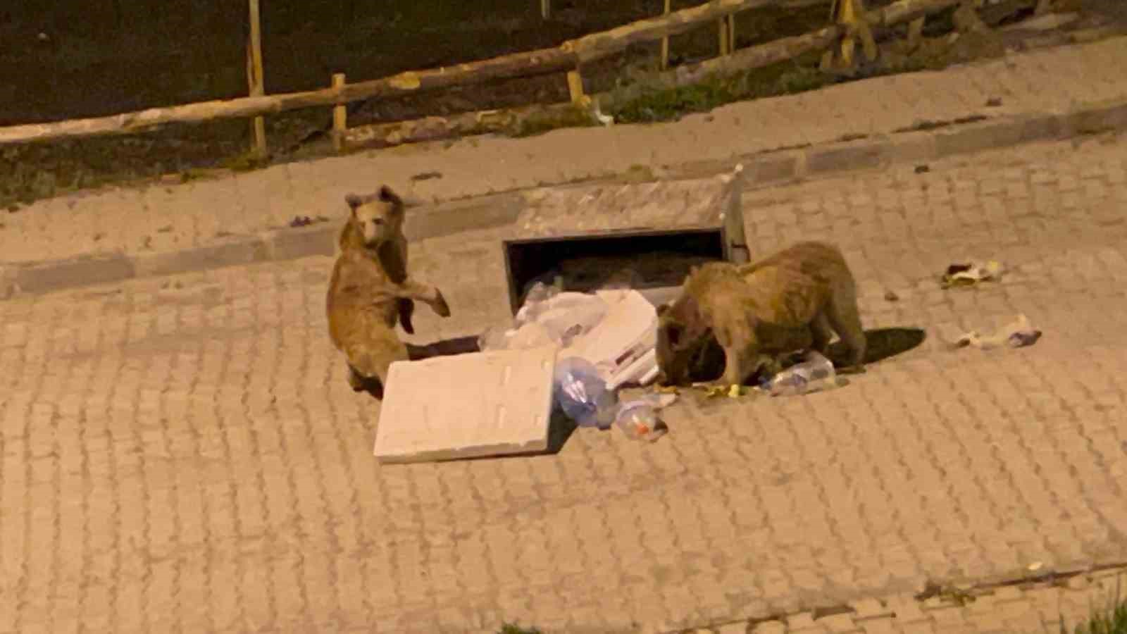 Sarıkamış&rsquo;ta bozayılar sokaklarda cirit atıyor
