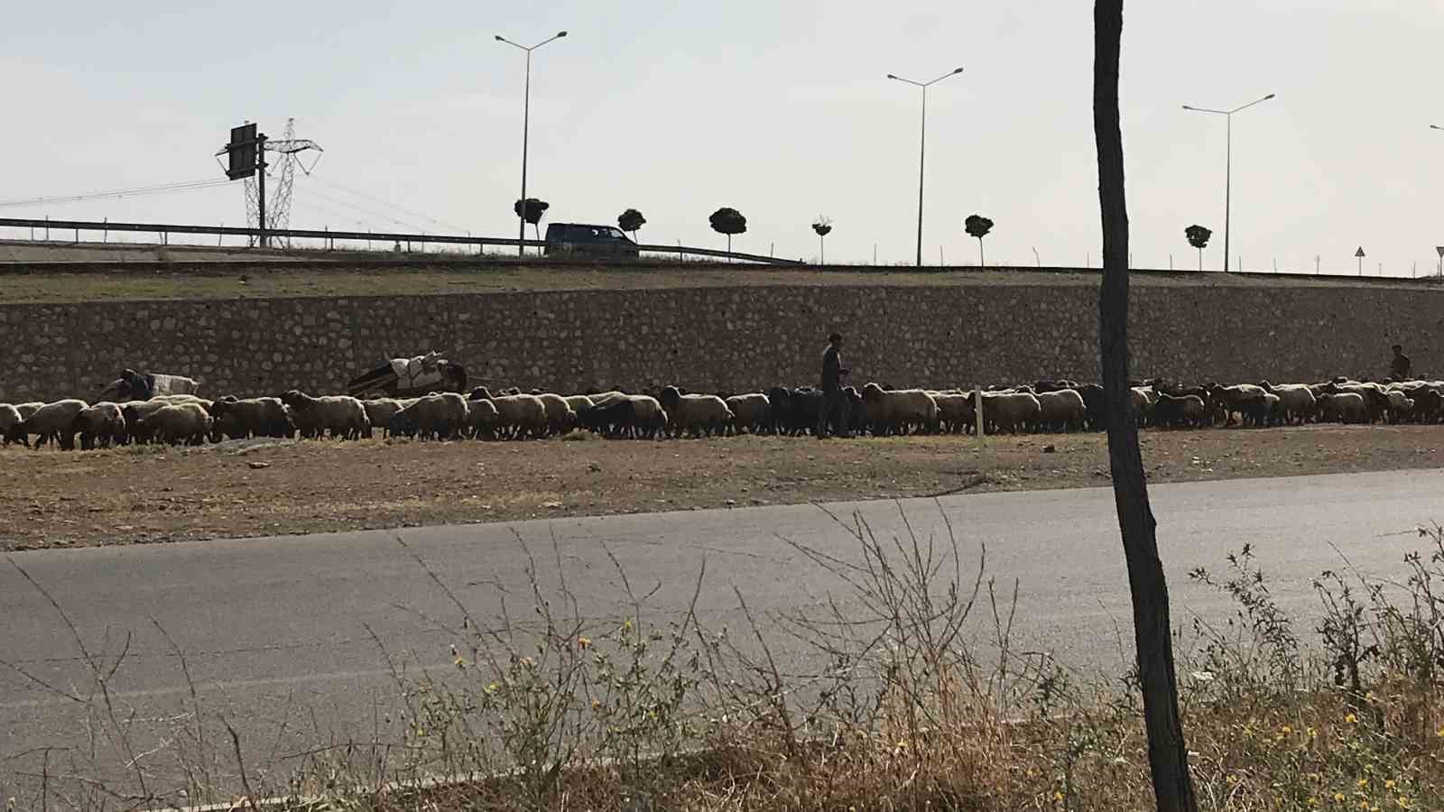 Yolun karşısına geçerken otomobil çarpan çoban hayatını kaybetti
