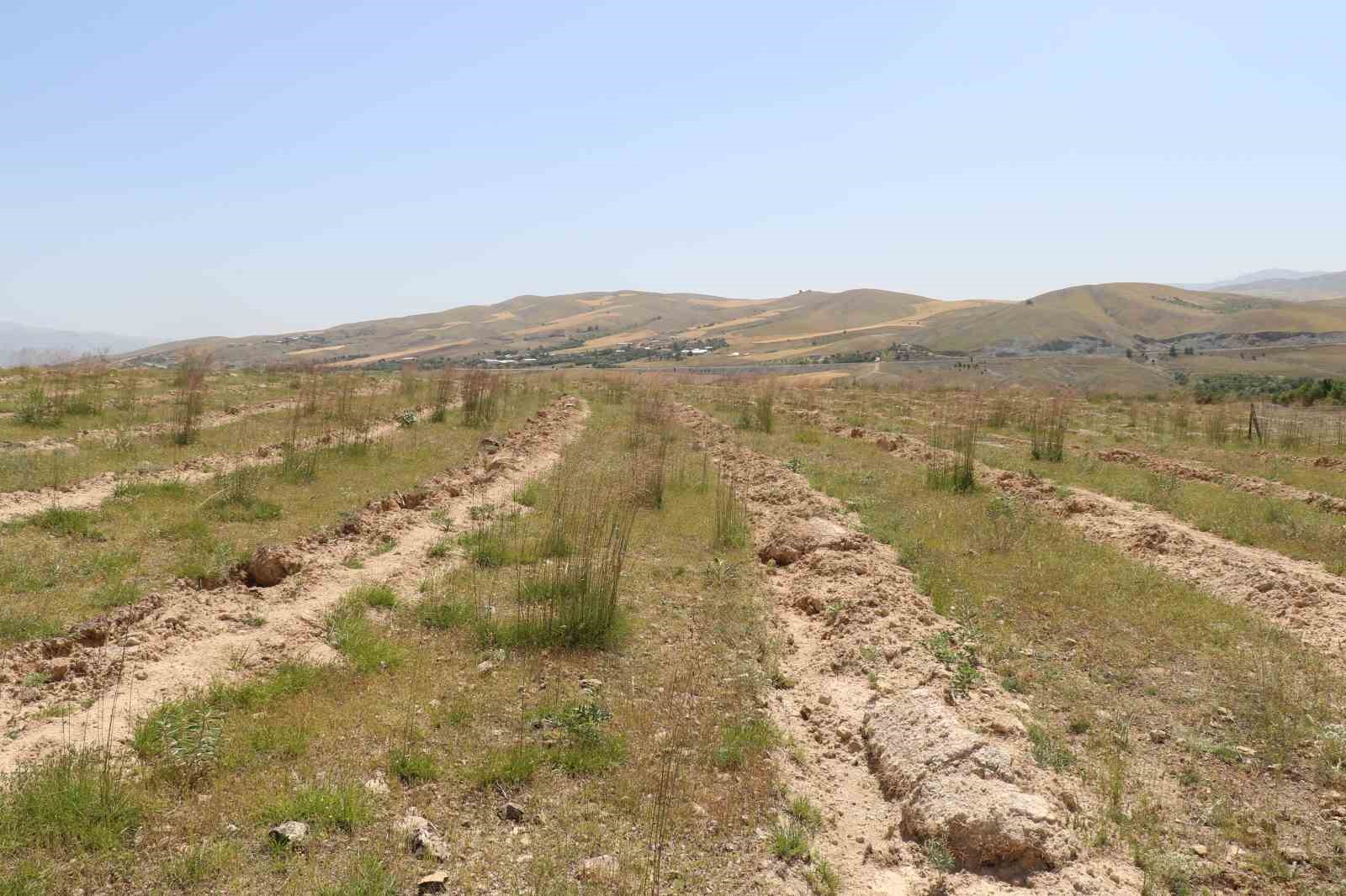 Elazığ’da dikimi yapılan ‘Amerikan Tuz Çalısı’ başarılı oldu