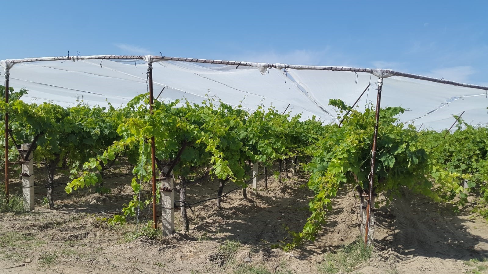 &Uuml;z&uuml;m bağlarında dolu t&uuml;l yaygınlaşıyor
