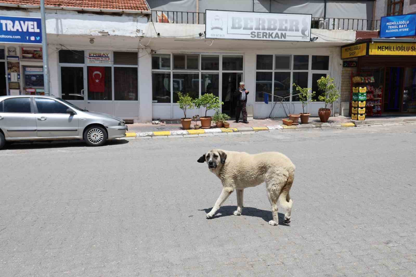 Kapadokya'da sokak köpekleri turizmi de etkiliyor İhlas Haber Ajansı