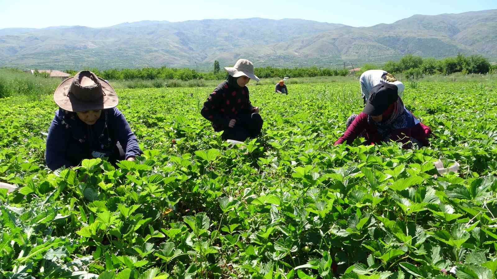 Malatya'da “kırmızı elmas' hasadı başladı İhlas Haber Ajansı