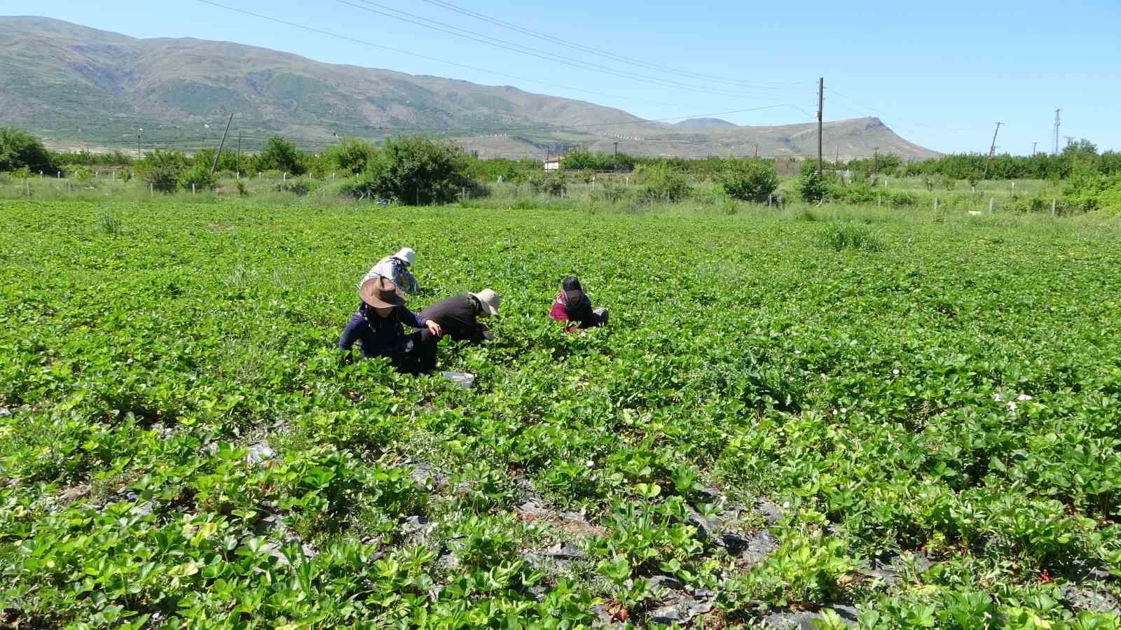 Malatya&rsquo;da &ldquo;kırmızı elmas&rsquo; hasadı başladı
