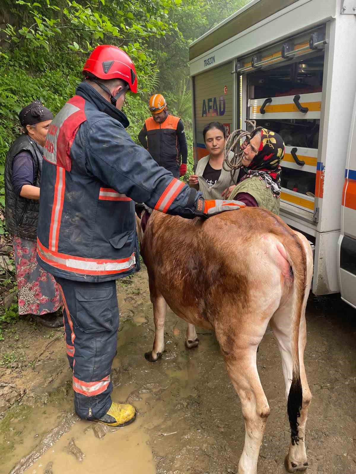 Trabzon’da inek kurtarma operasyonu