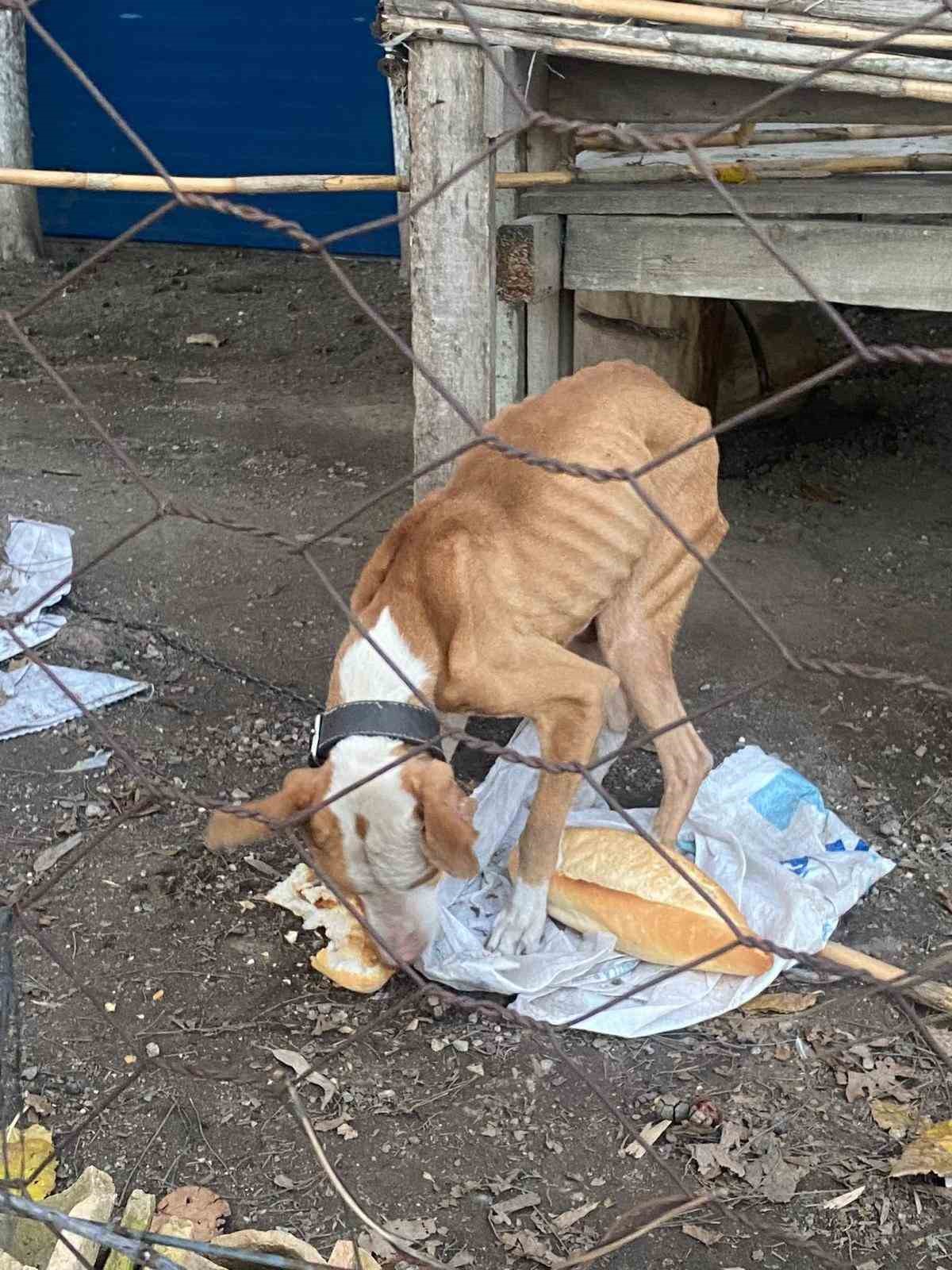 Açlıktan hasta ve zayıf düşen beslenmesi yasak olan pitbull cinsi köpek, Kuşadası Belediyesi’nin ellerinde hayata tutundu 