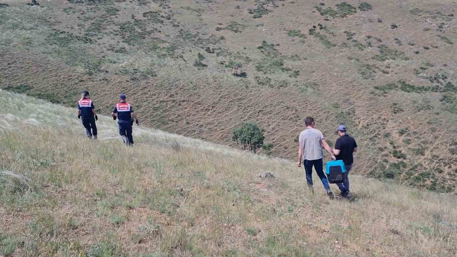 Bir haftalık yavru kurtlar annesiz kaldı: Koruma altına alındı