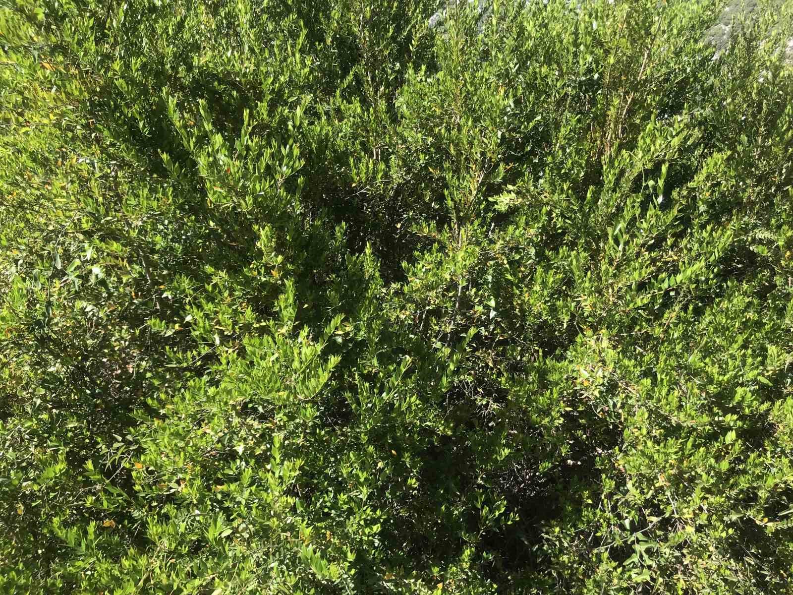 Alman turistler yıllardır aradıkları şifayı Antalya&rsquo;nın doğasında buldular
