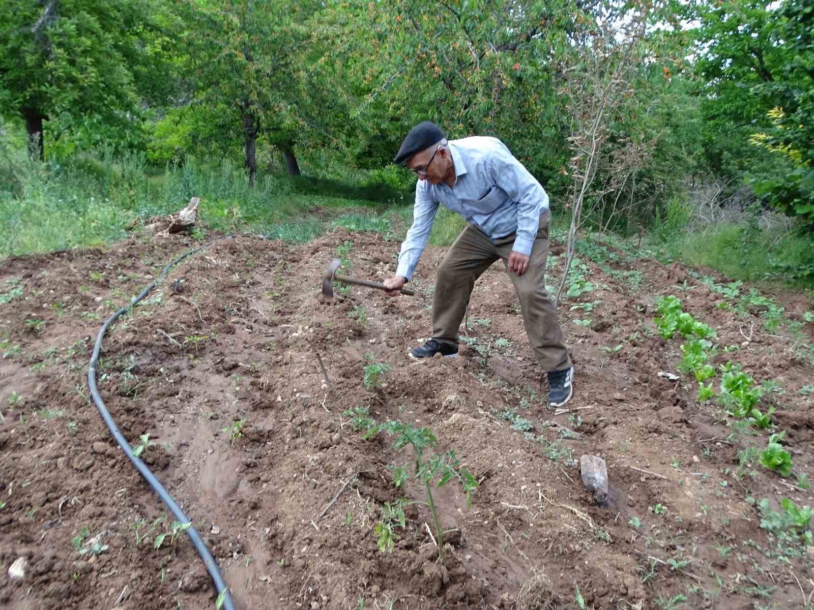Meyve bah&ccedil;esinin bakımını tek başına yapıyor
