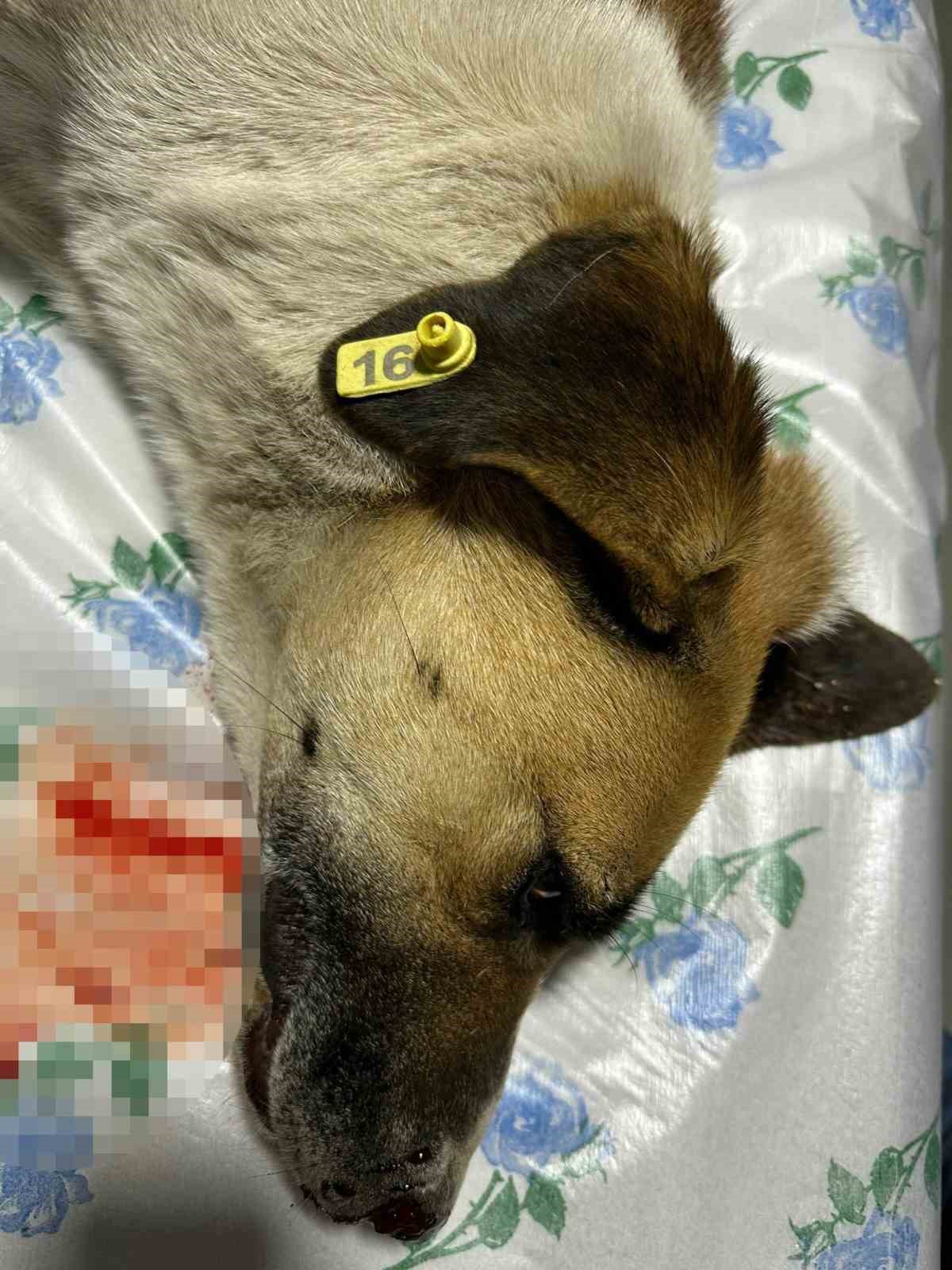 K&ouml;peğe &ccedil;arpıp ka&ccedil;an s&uuml;r&uuml;c&uuml;ye 7 bin 216 TL para cezası
