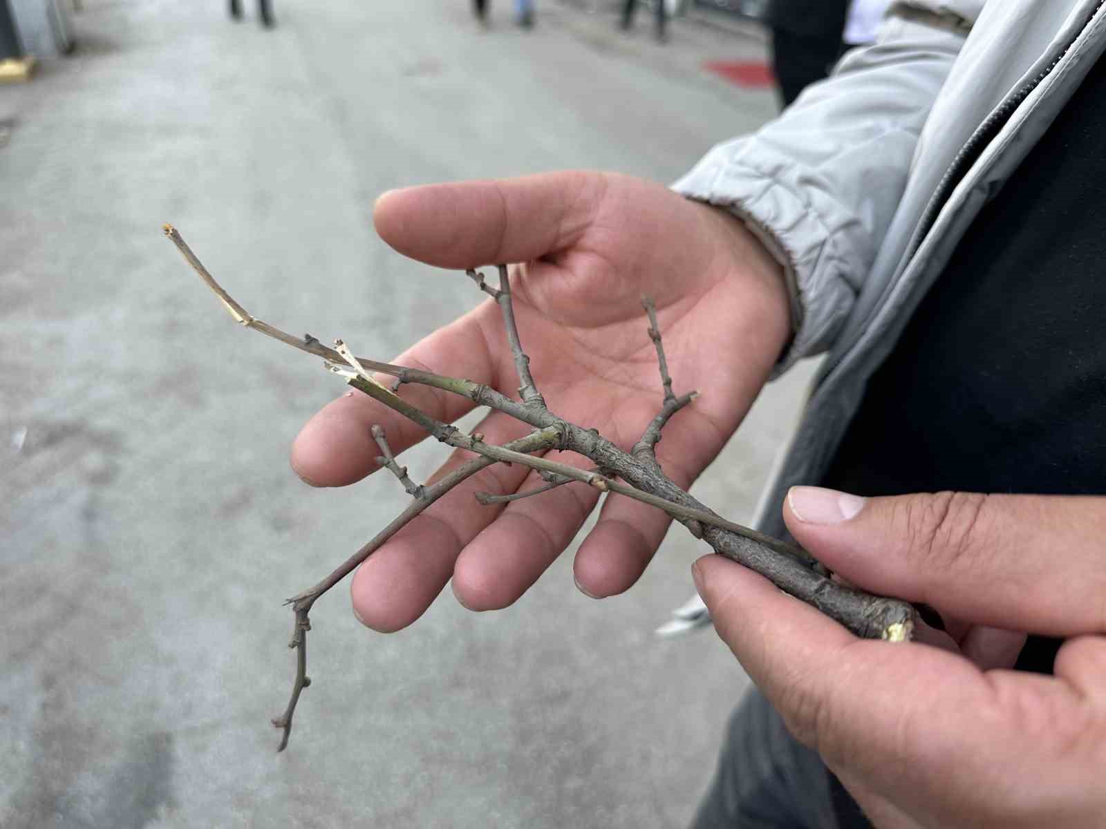 Y&uuml;ksekova&rsquo;da ilgin&ccedil; g&ouml;r&uuml;nt&uuml;: Yolun bir tarafındaki ağa&ccedil;lar kurudu, diğer tarafındakiler yeşillendi
