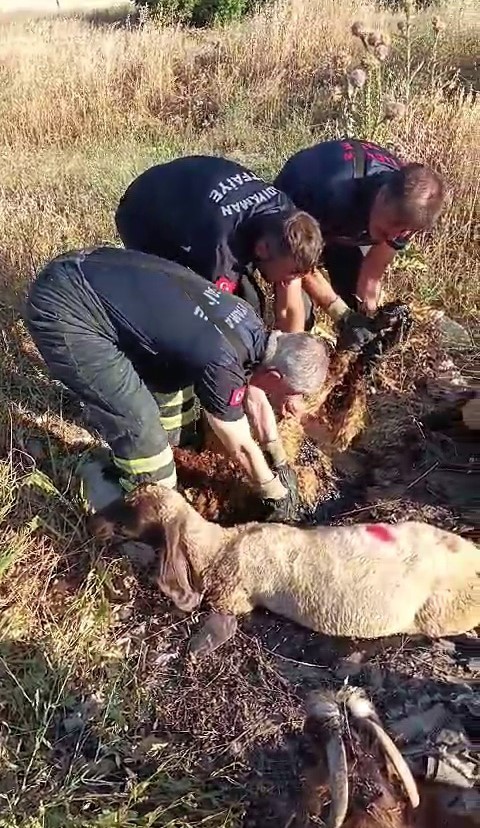 Zift gletine batan kkba hayvanlar itfaiye kurtard
