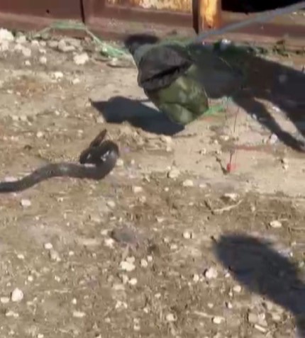Kahramanmaraş’ta 2 metrelik yılan yakalandı