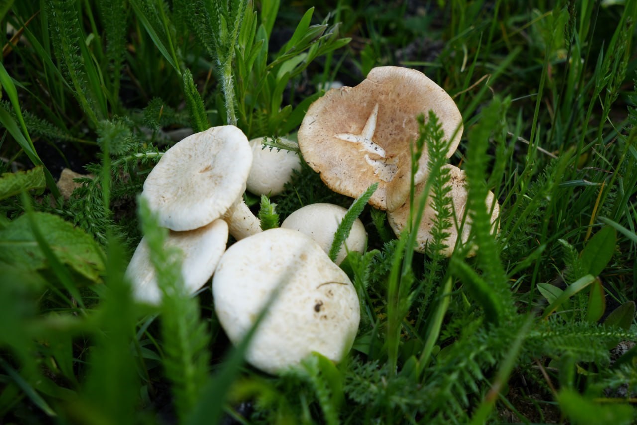 Bayburt&rsquo;ta protein deposu mantarın ve bin bir derde deva &ccedil;aşır otunun zorlu mesaisi
