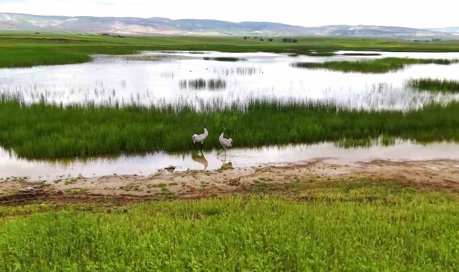 Yozgat’ta turnaların görsel şöleni havadan görüntülendi