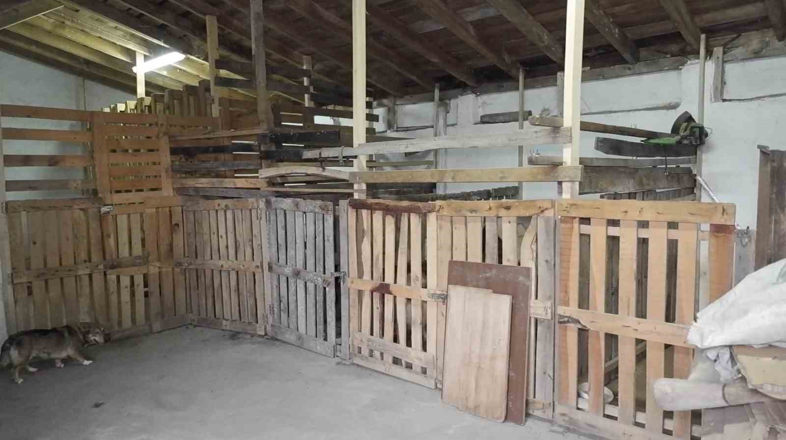 Kedi ve k&ouml;pekleri i&ccedil;in bah&ccedil;eli ev kiraladılar: Hepsinin ayrı odası var
