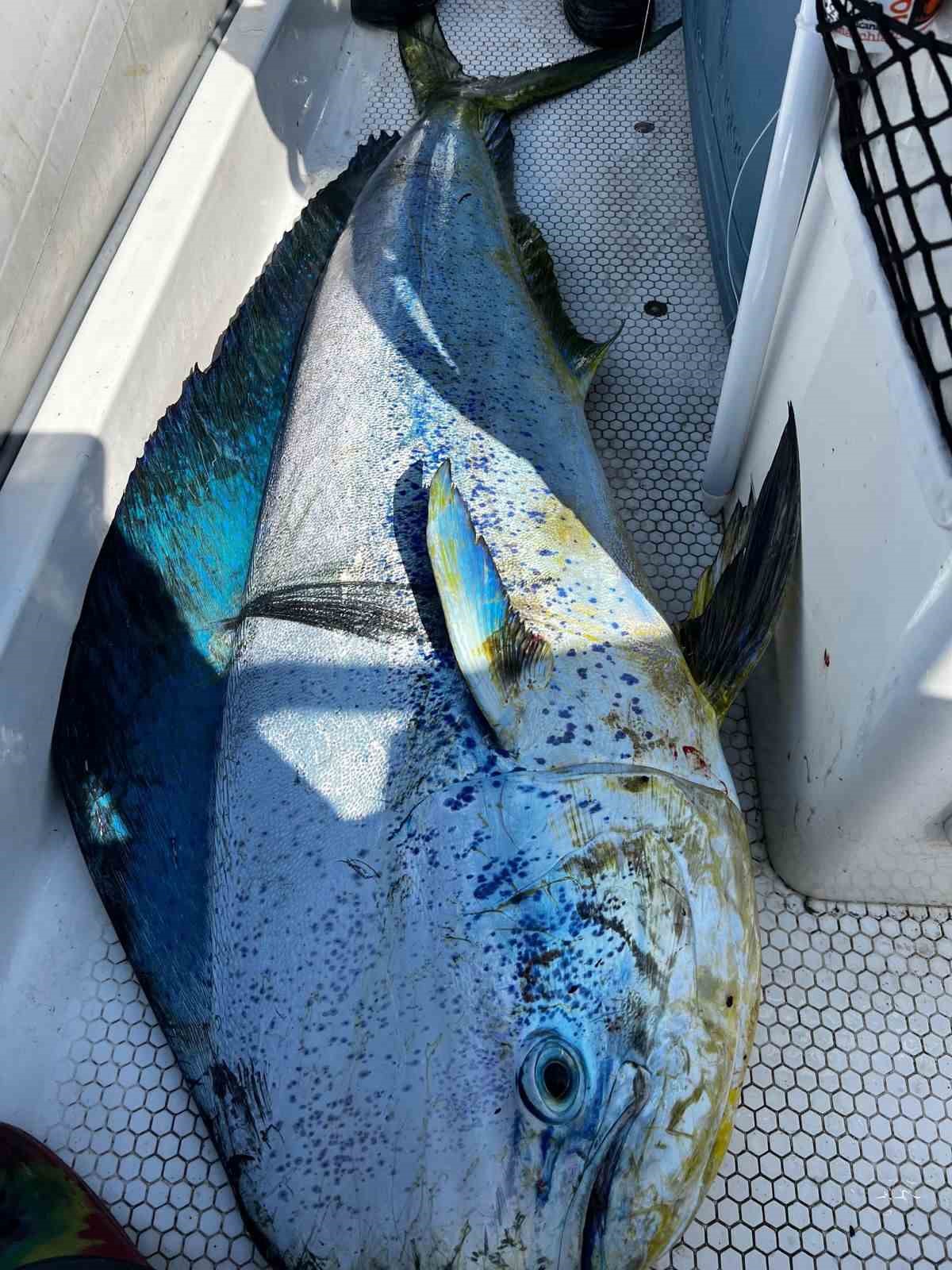Adana&rsquo;da balık&ccedil;ılar 26 kiloluk lambuka yakaladı
