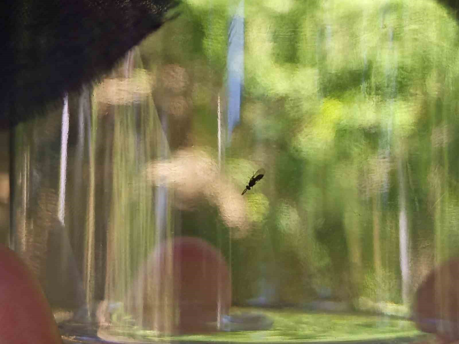 Ordu&rsquo;da gal arısına karşı biyolojik m&uuml;cadele başlatıldı
