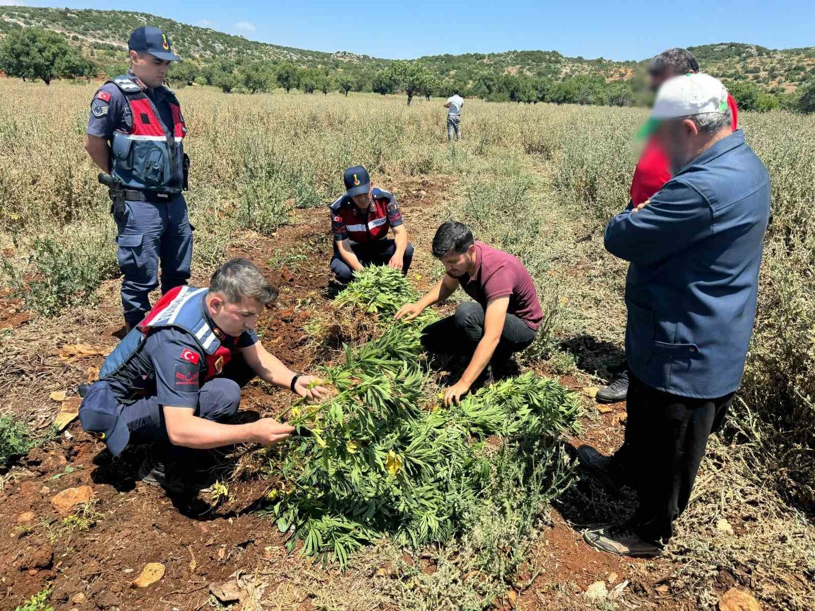 Gaziantep’te 214 kök kenevir bitkisi ele geçirildi