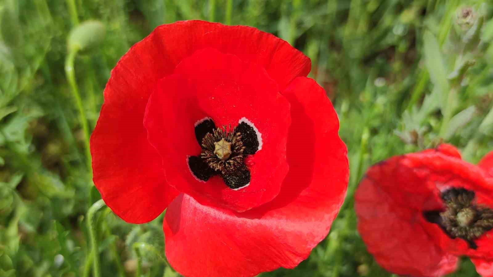 Gelincik tarlası g&ouml;rsel ş&ouml;len sunuyor
