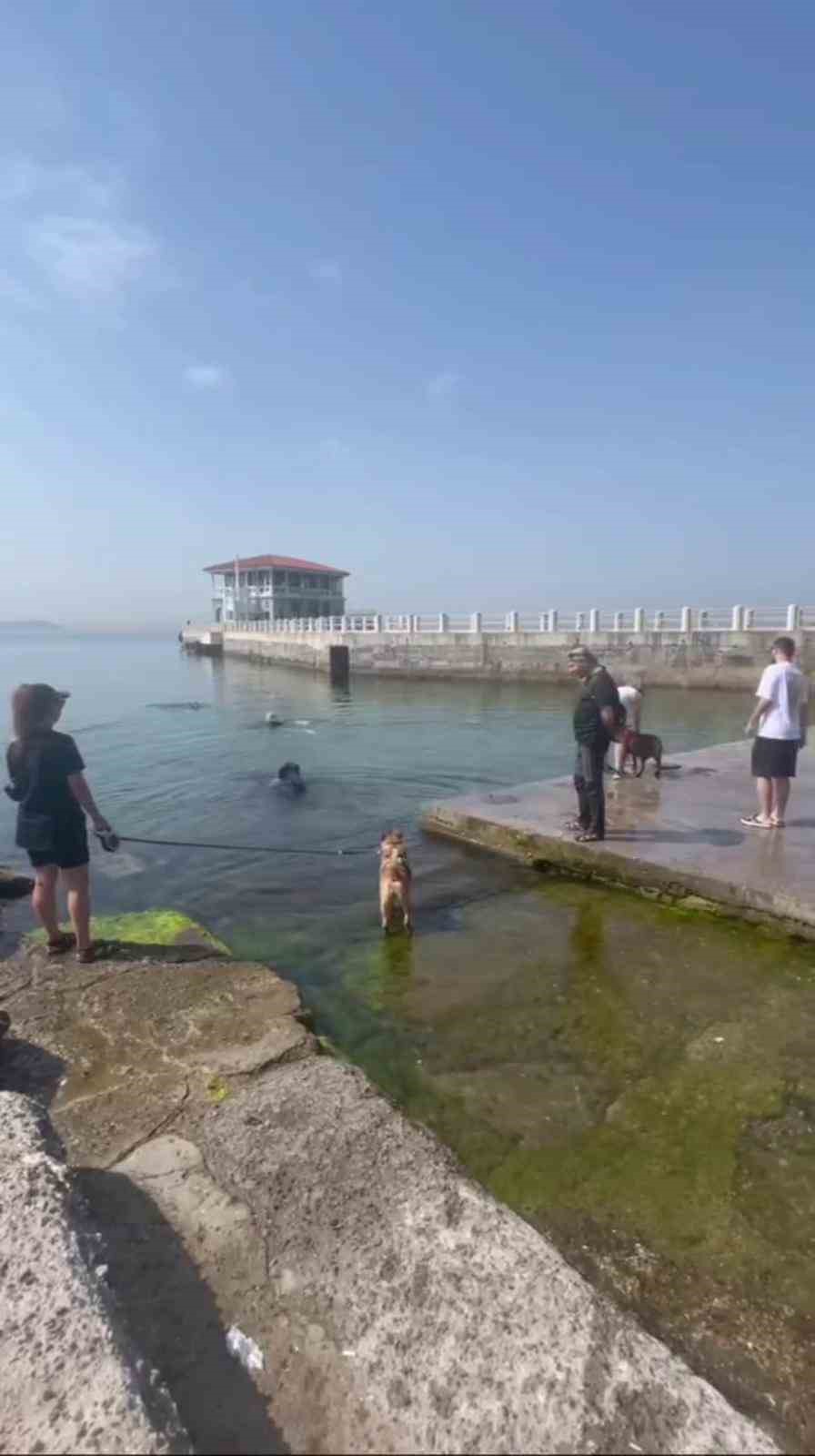 Kadıköy’de sıcaktan bunalan köpekler denize girerek serinledi
