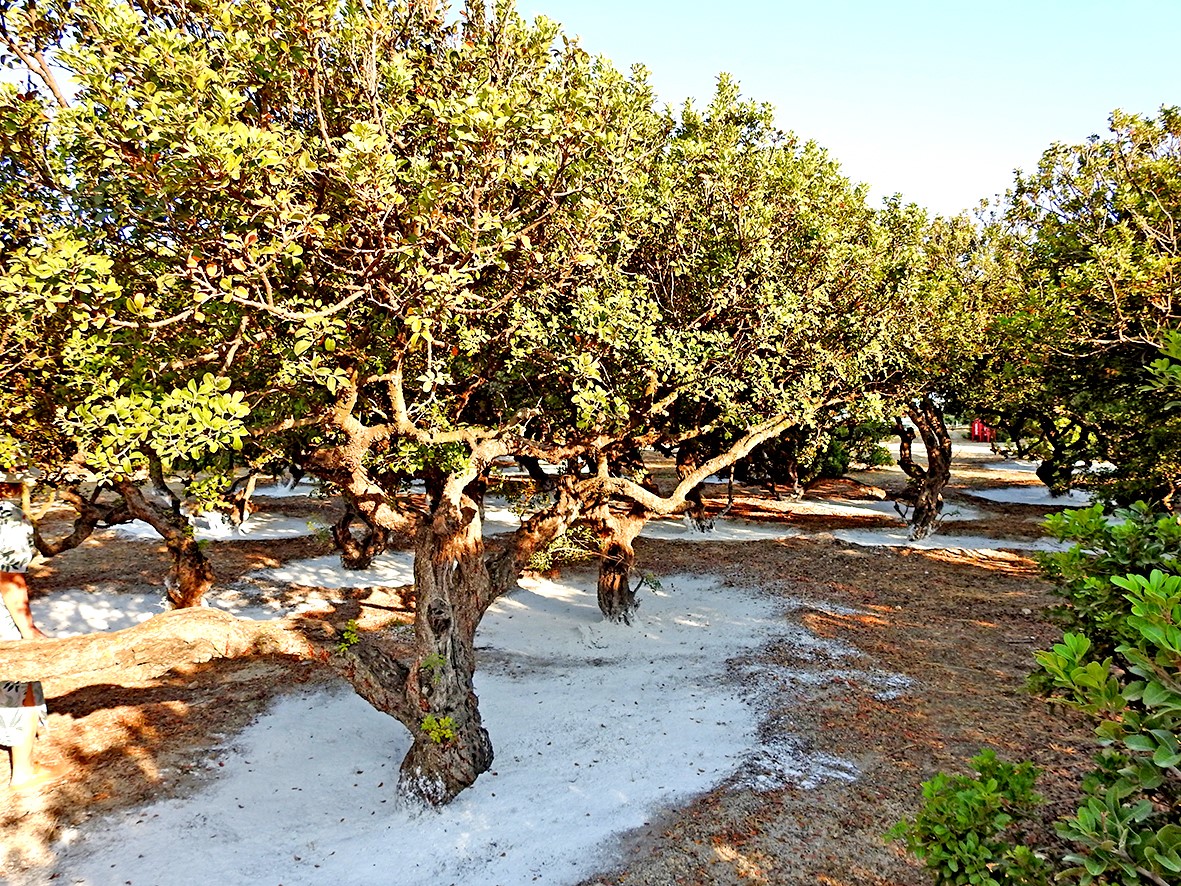 Çeşme’deki sakız ağaçlarının çevreci özelliği tespit edildi