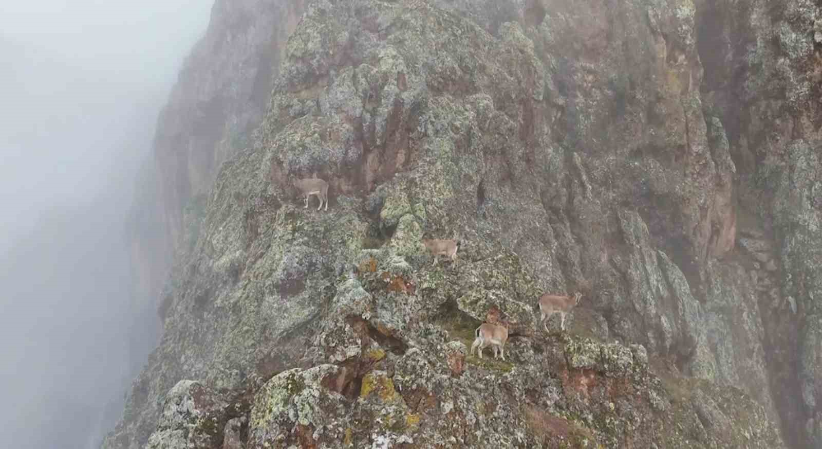 Sis bulutlarının ardındaki kayalıkları mesken tutan dağ ke&ccedil;ileri mest etti
