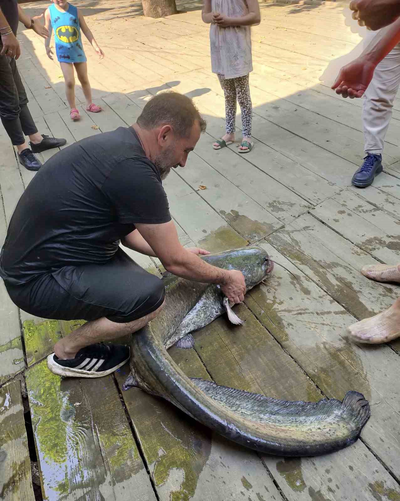 Amatör balıkçının ağına 52 kiloluk yayın balığı takıldı
