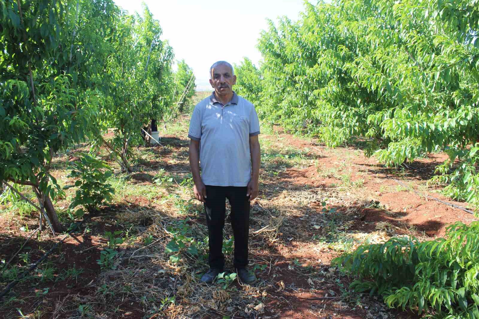 Kavurucu sıcakta zorlu hasat, yassı şeftali tarlada 8 TL&rsquo;den alıcı buluyor
