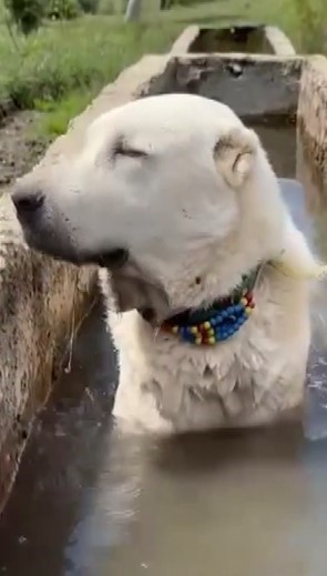 Sıcaktan bunalan k&ouml;pek yalağa girerek serinledi
