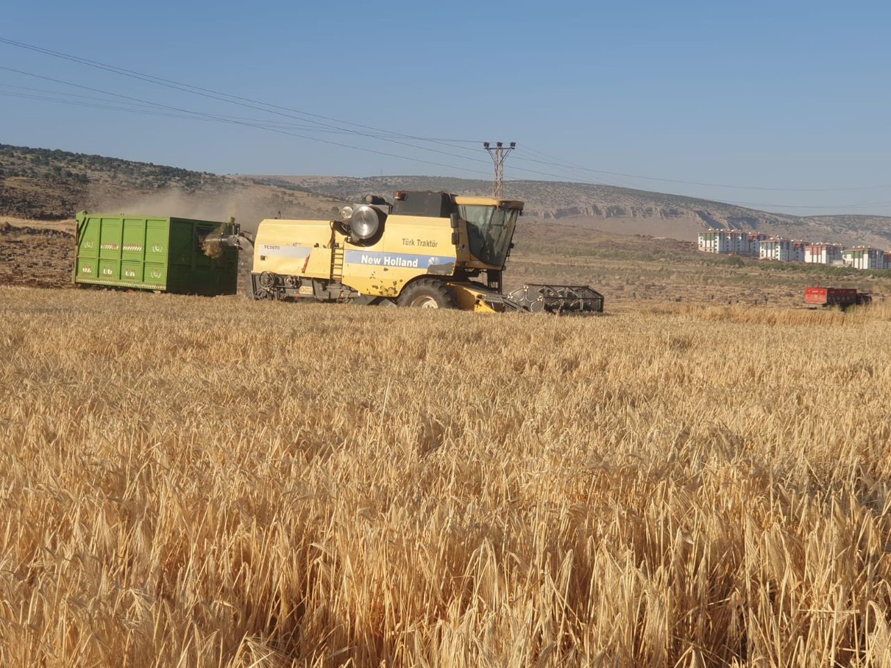 Gaziantep’te arpa ve buğday hasadı başladı
