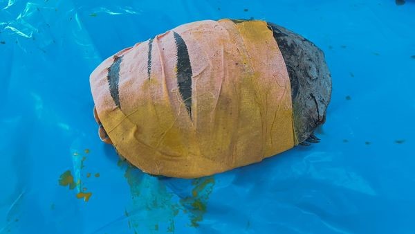 Yetkililer Vangölü sahil yolundaki kaplumbağa ölümleri ile ilgili harekete geçti