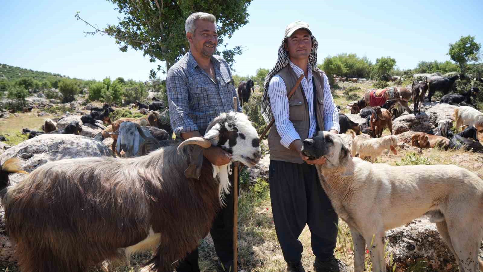 Şahinbey Belediyesi k&ouml;peklere sahip &ccedil;ıkıyor
