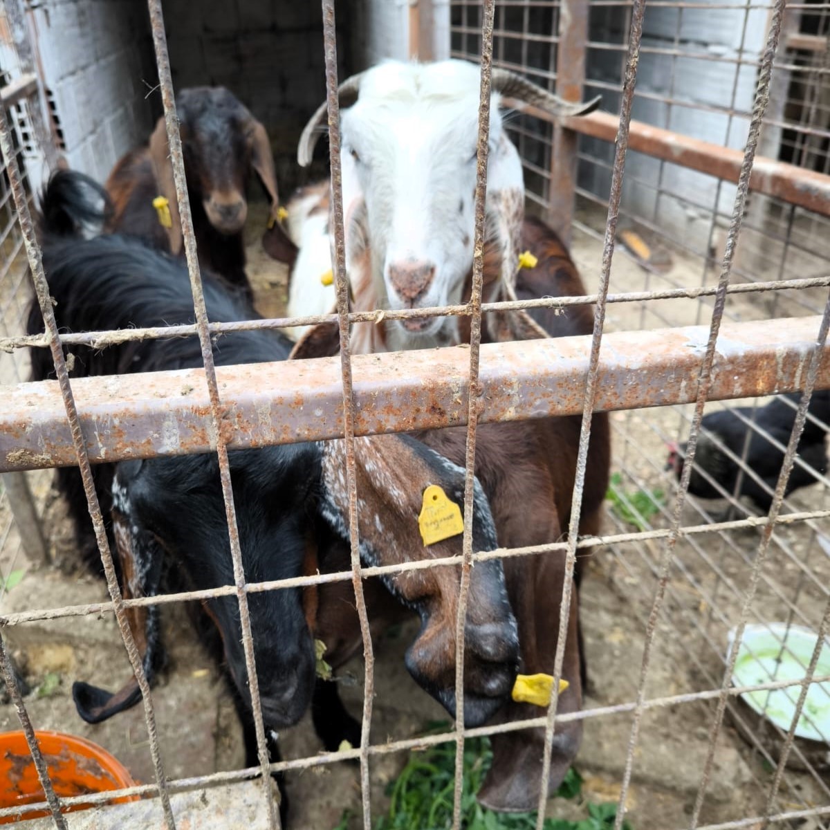 Kurban &ouml;ncesi ka&ccedil;ak hayvanlar tespit edildi
