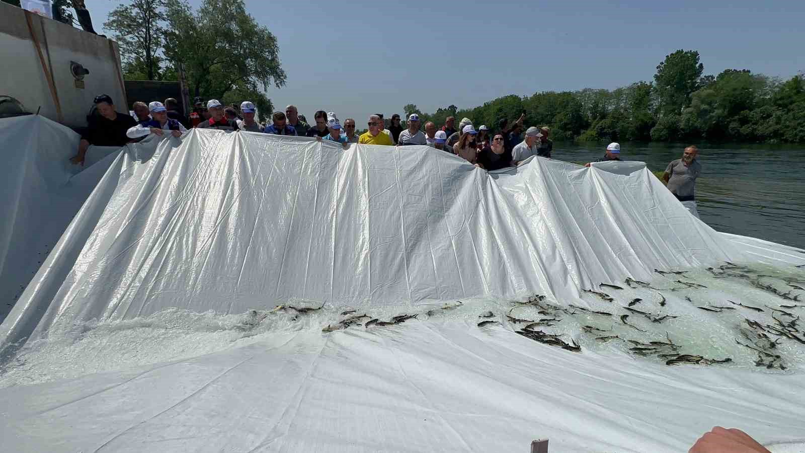 5 bin Mersin balığı Yeşilırmak’a salındı