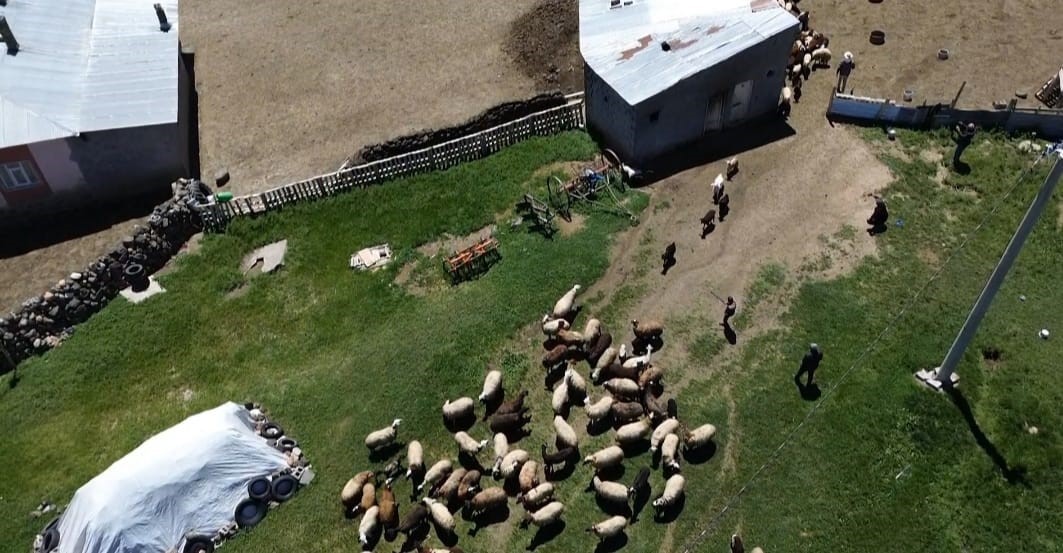 Koyunların kuzularla buluşması g&ouml;rsel ş&ouml;len sunuyor
