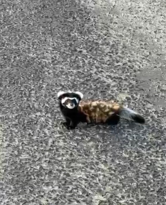 Nesli t&uuml;kenme tehlikesiyle karşı karşıya olan 3 sevimli &lsquo;Alaca sansar&rsquo; G&uuml;m&uuml;şhane&rsquo;de g&ouml;r&uuml;nt&uuml;lendi
