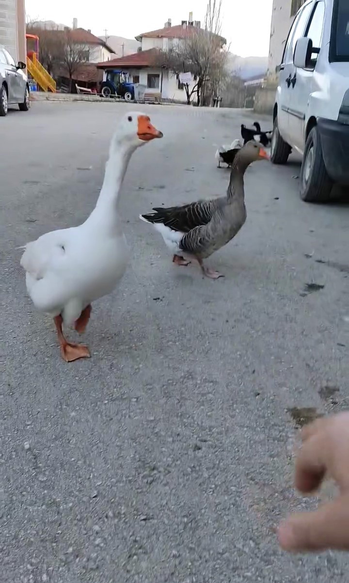 Kendisini sevdirmek isteyen kazın çabası gülümsetti
