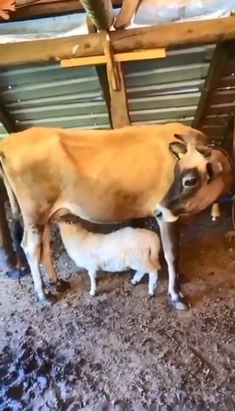 İkiz doğan kuzulara çiftliğin ineği annelik yapıyor
