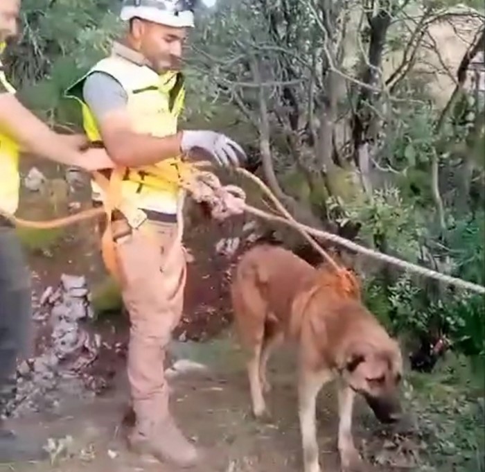 Siirt&rsquo;te kuyuya d&uuml;şen &ccedil;oban k&ouml;peği, ERKUT ekipleri tarafından kurtarıldı
