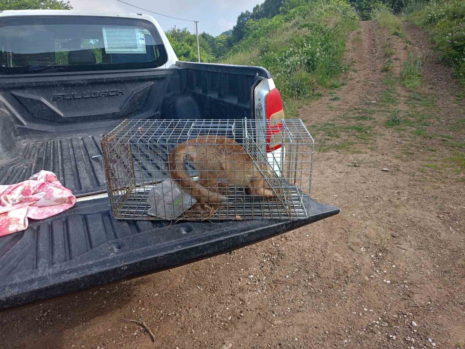 Yalova’da yerleşim merkezlerine inen tilkiler doğaya bırakıldı
