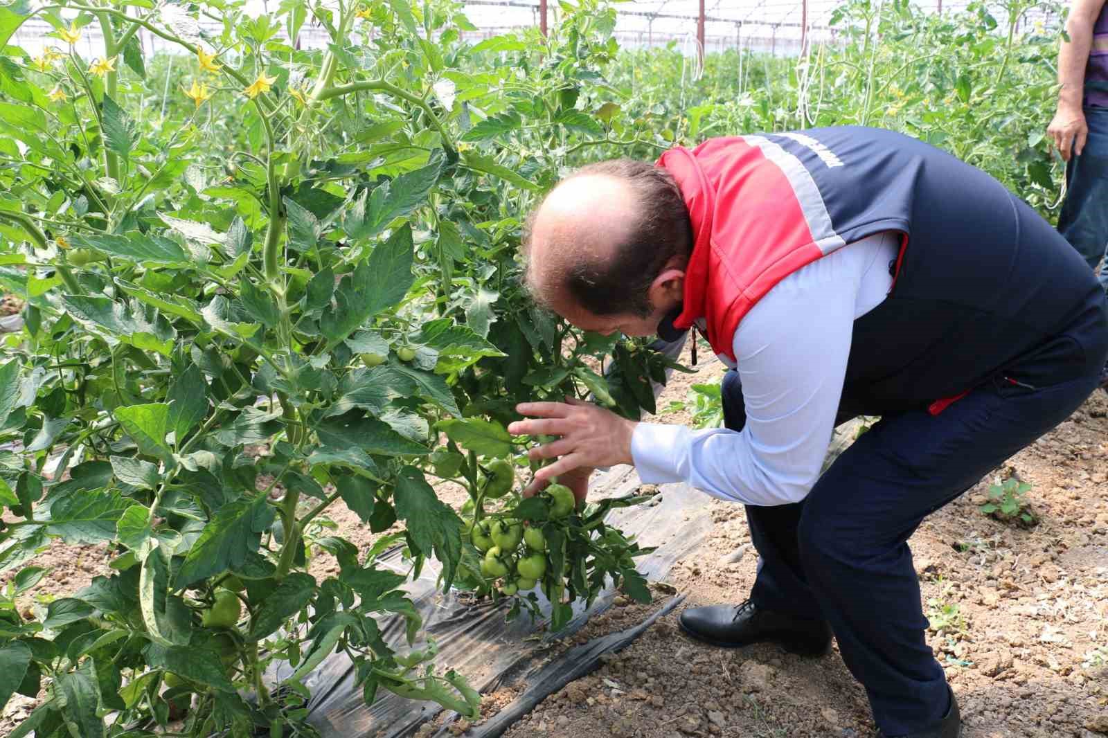 Domates g&uuml;vesine karşı feromon tuzakları devrede
