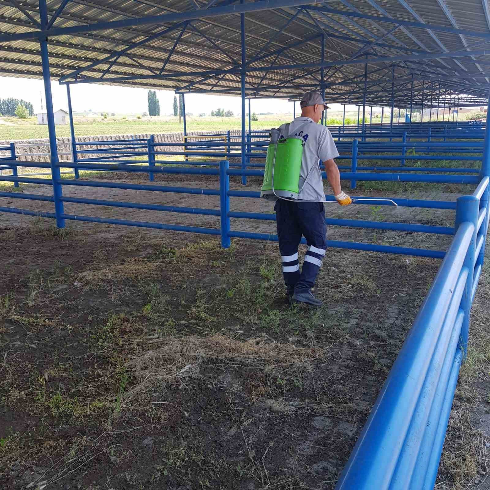 Alaca’da hayvan pazarları bayrama hazırlanıyor