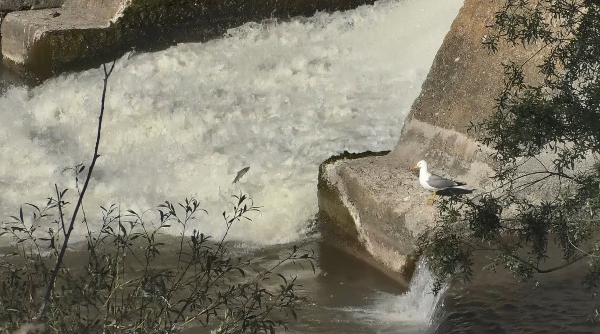 Kars&rsquo;ta balıkların &lsquo;&ouml;l&uuml;m&rsquo; g&ouml;&ccedil;&uuml;
